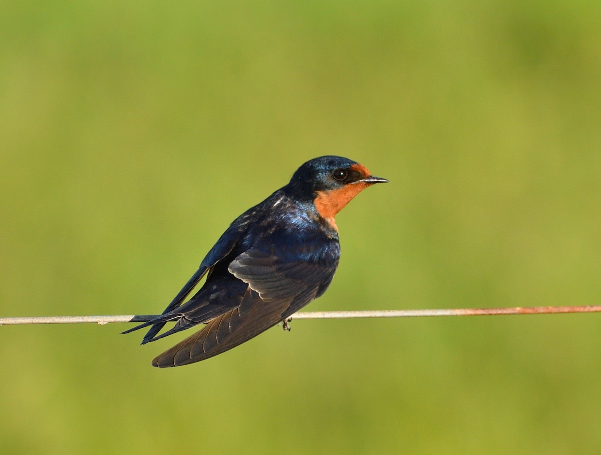 Barn Swallow - ML643486145