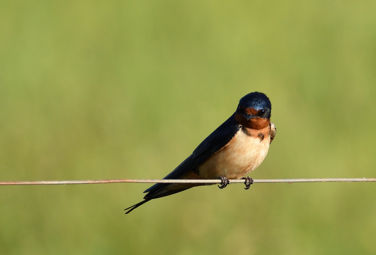 Barn Swallow - ML643486146