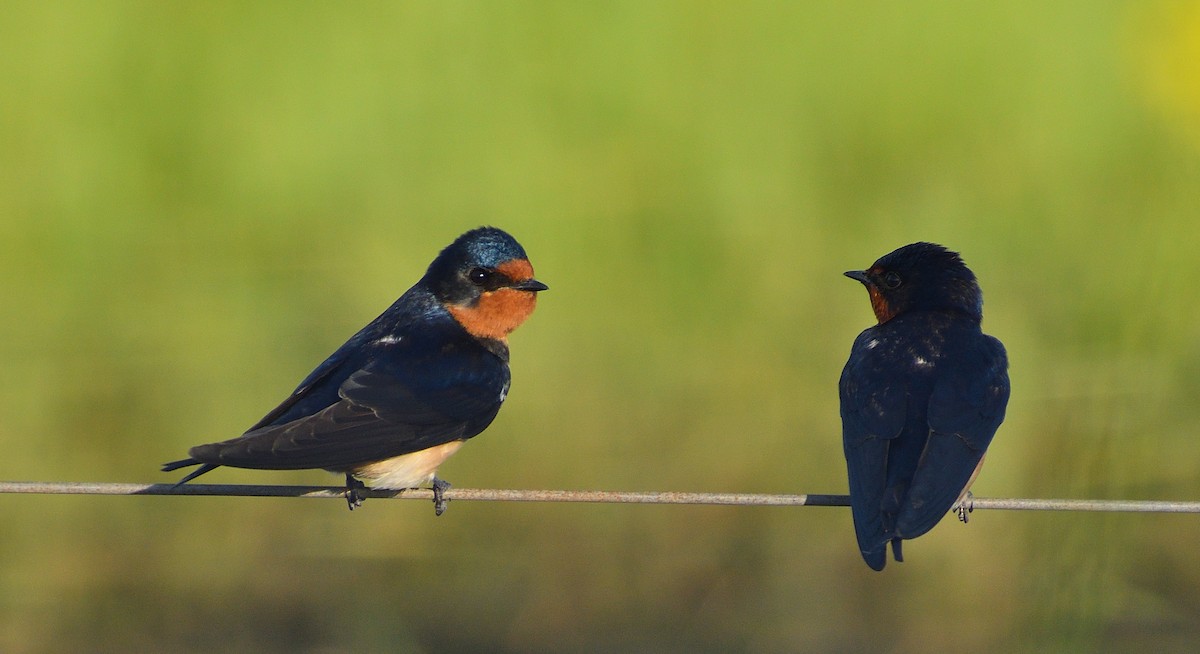 Barn Swallow - ML643486147