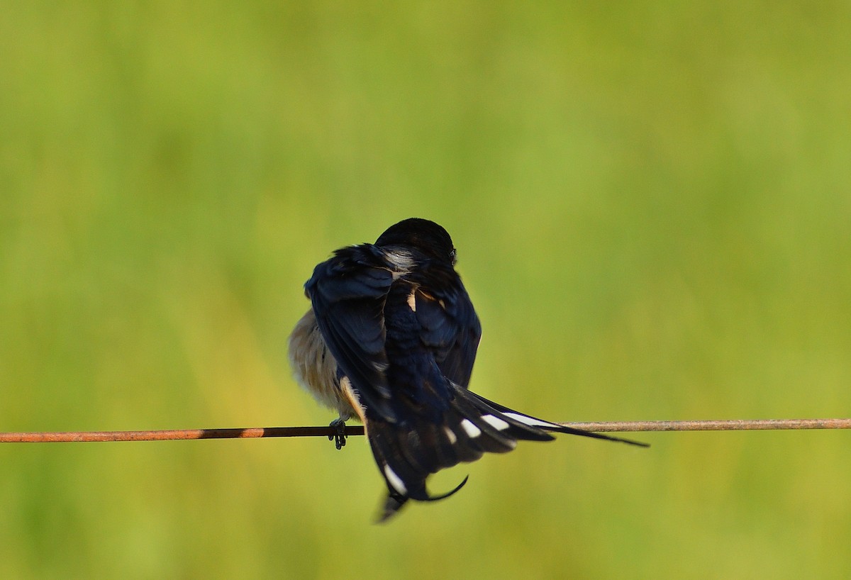 Barn Swallow - ML643486148