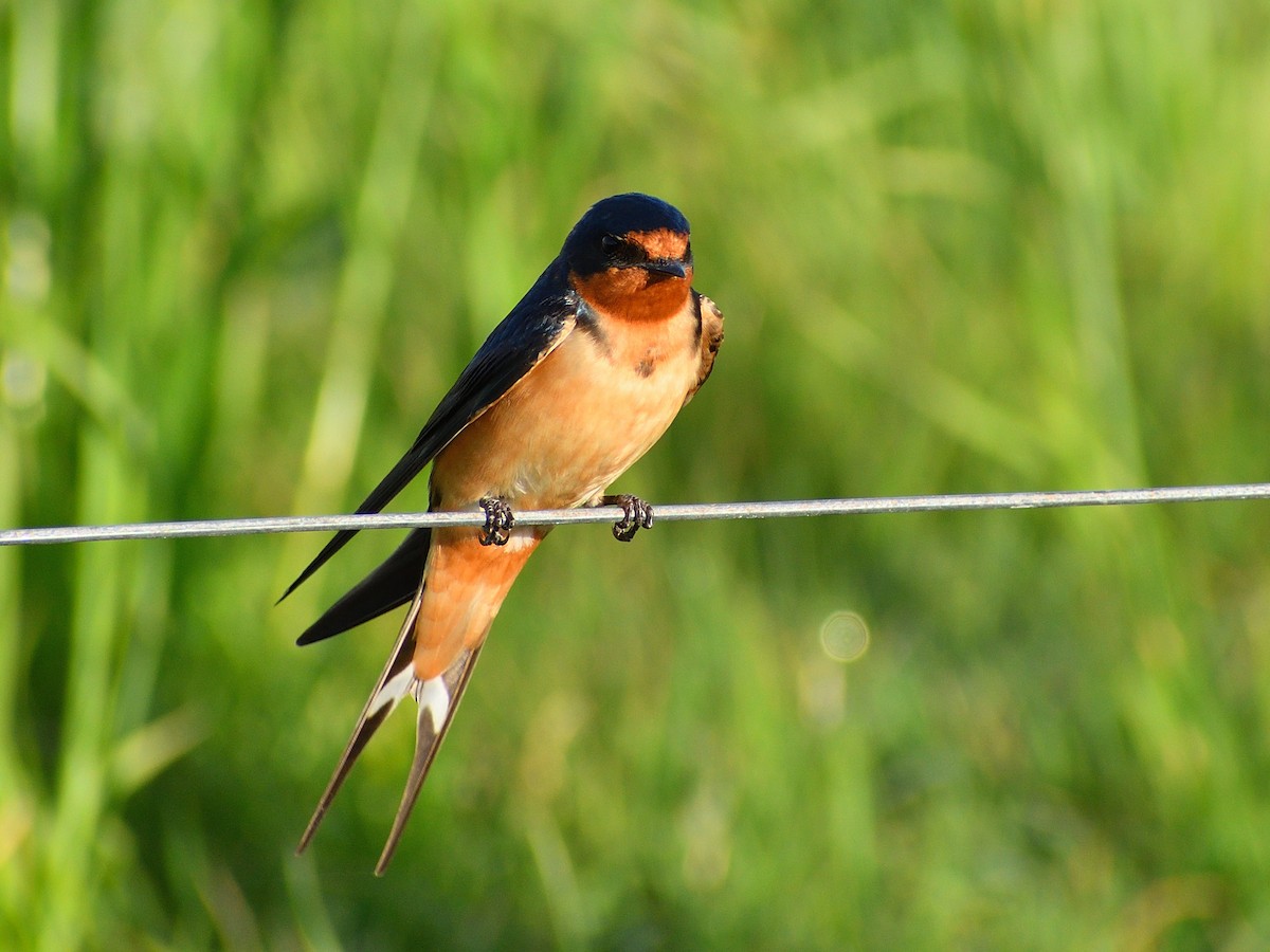Barn Swallow - ML643486149