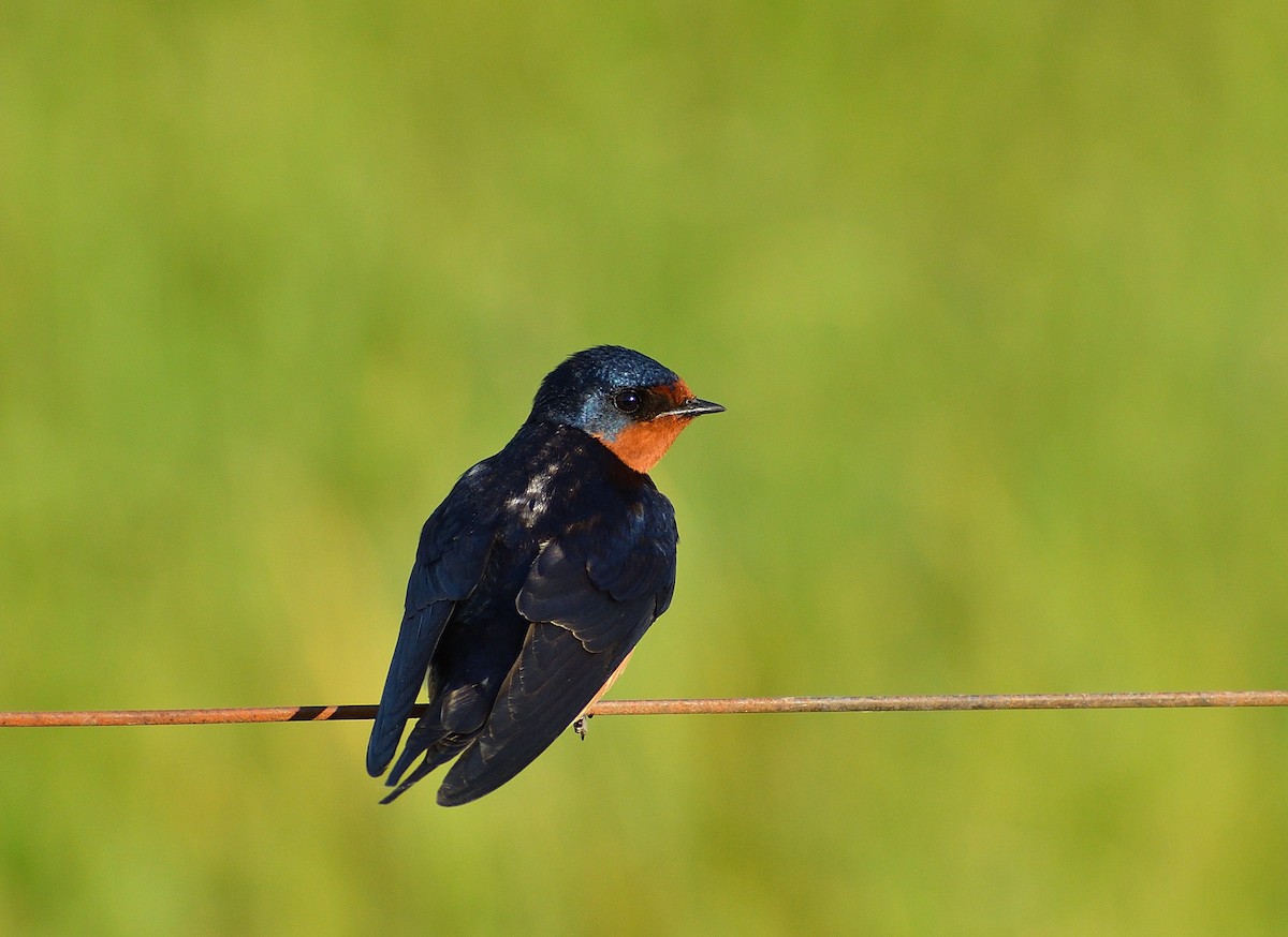 Barn Swallow - ML643486150
