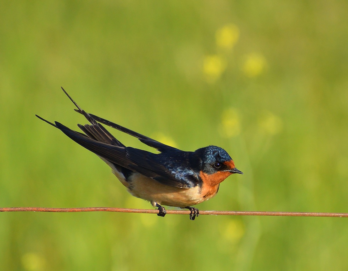 Barn Swallow - ML643486152