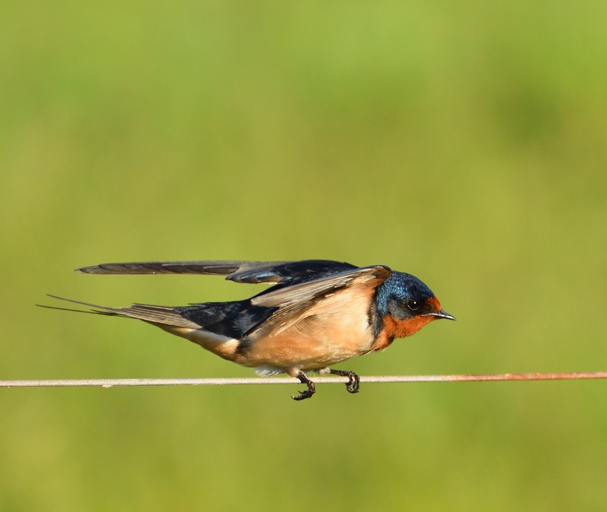 Barn Swallow - ML643486153
