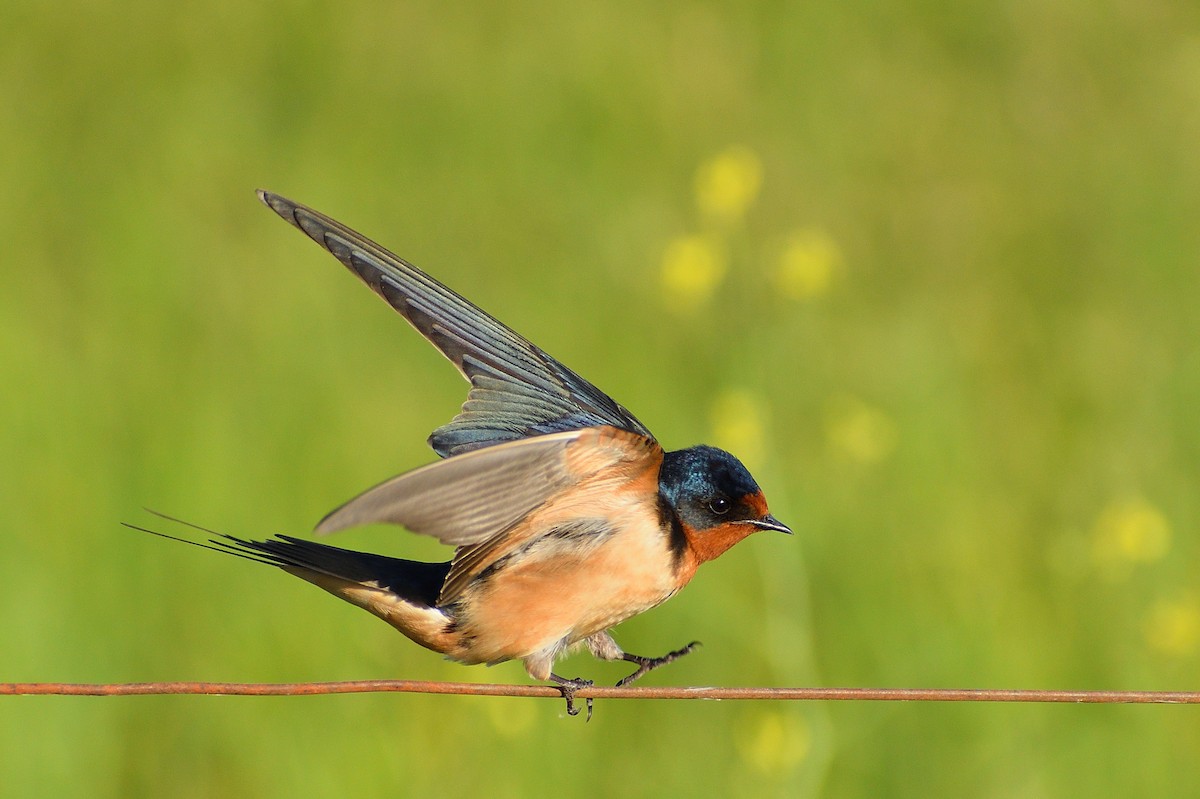 Barn Swallow - ML643486154