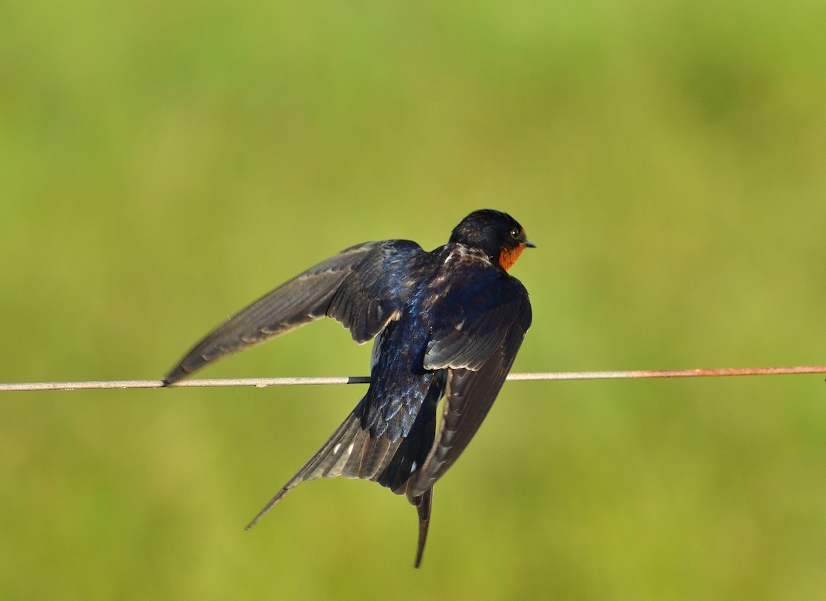 Barn Swallow - ML643486155