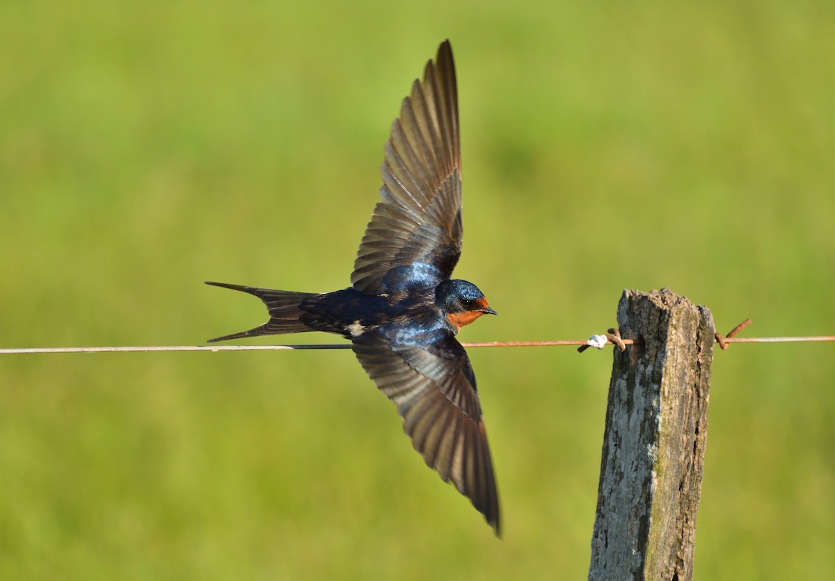 Barn Swallow - ML643486156