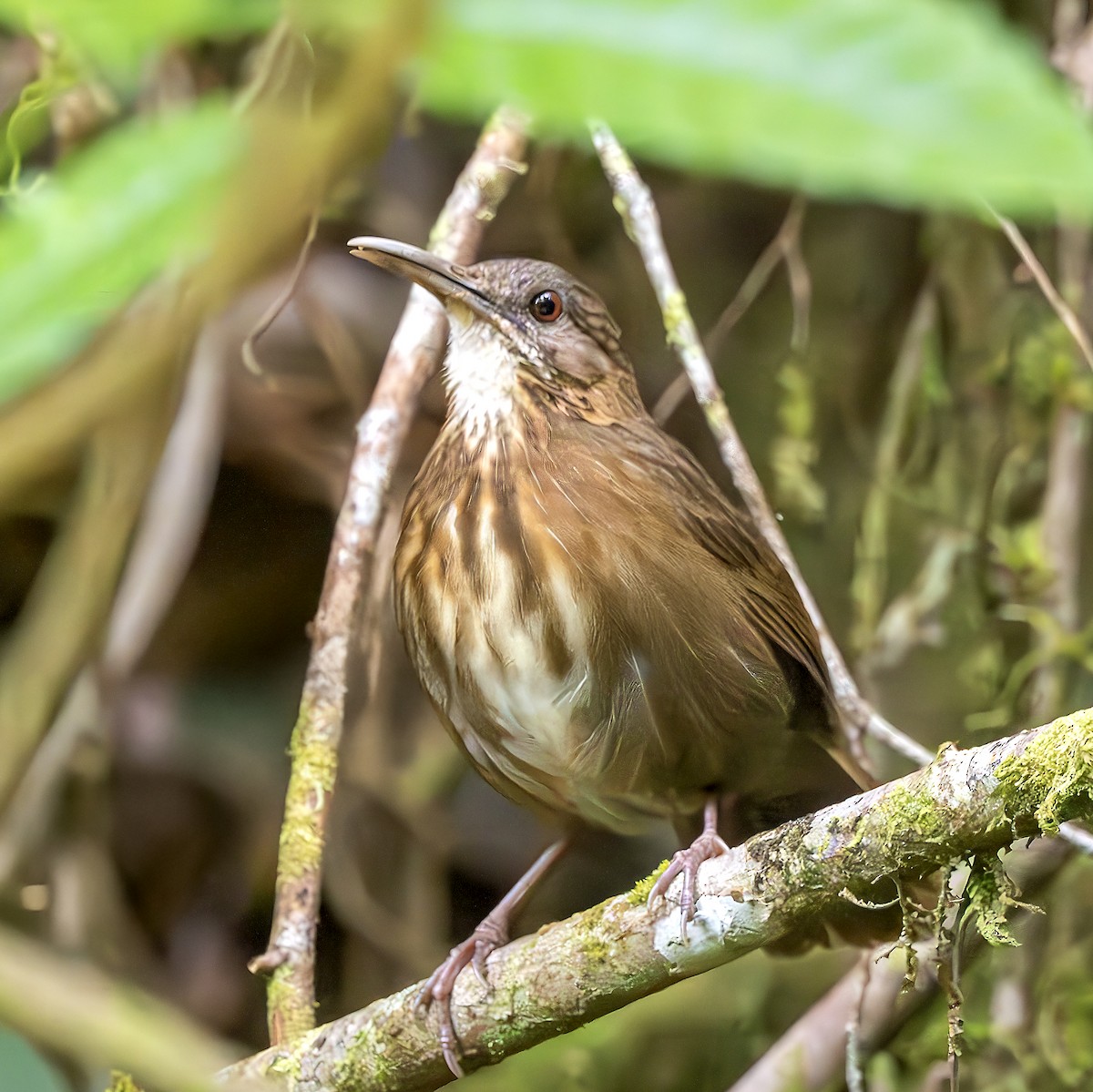 Short-tailed Scimitar-Babbler - ML643486157