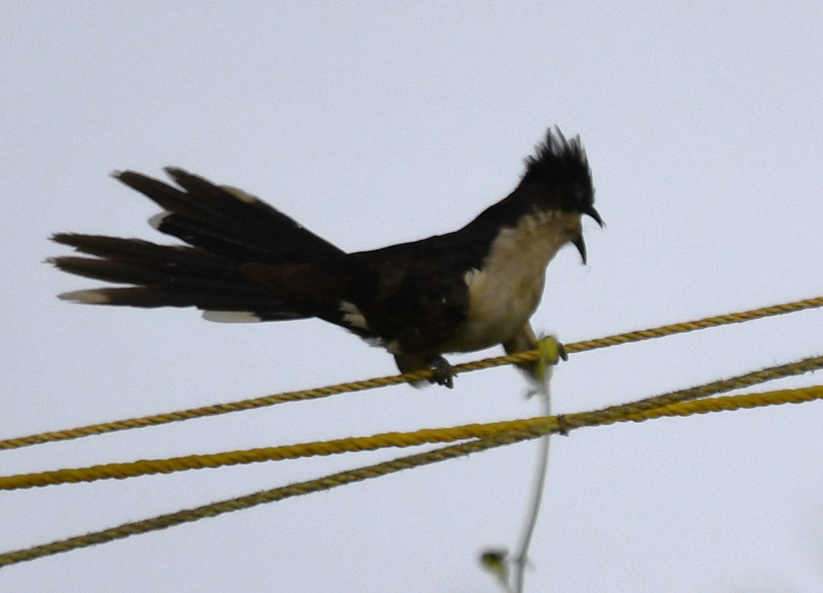 Pied Cuckoo - ML643486160