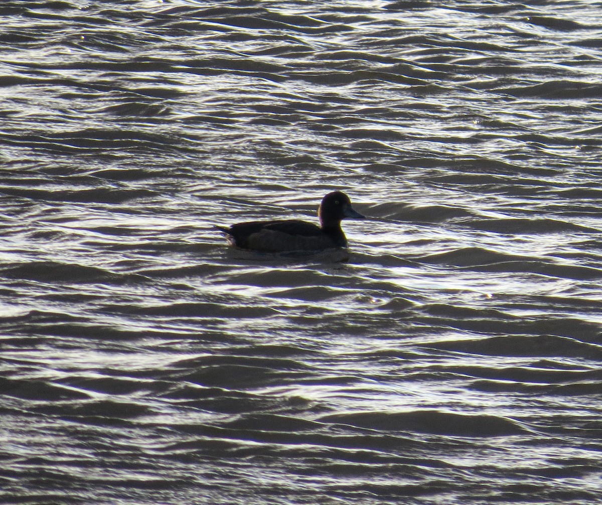 Tufted Duck - ML643486169