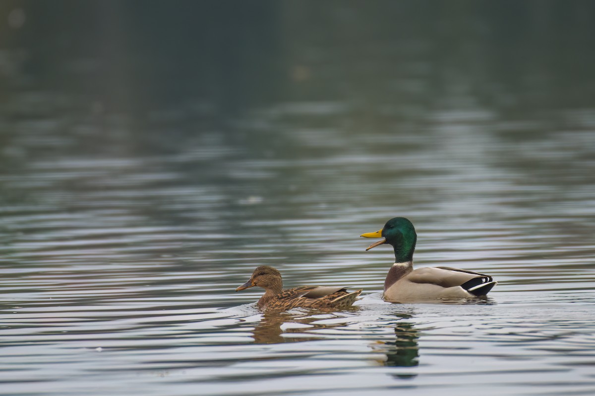 Mallard - ML643486171