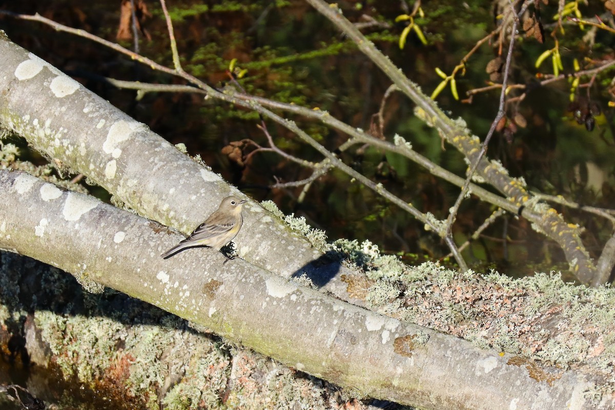 lesňáček žlutoskvrnný (ssp. coronata) - ML643486172