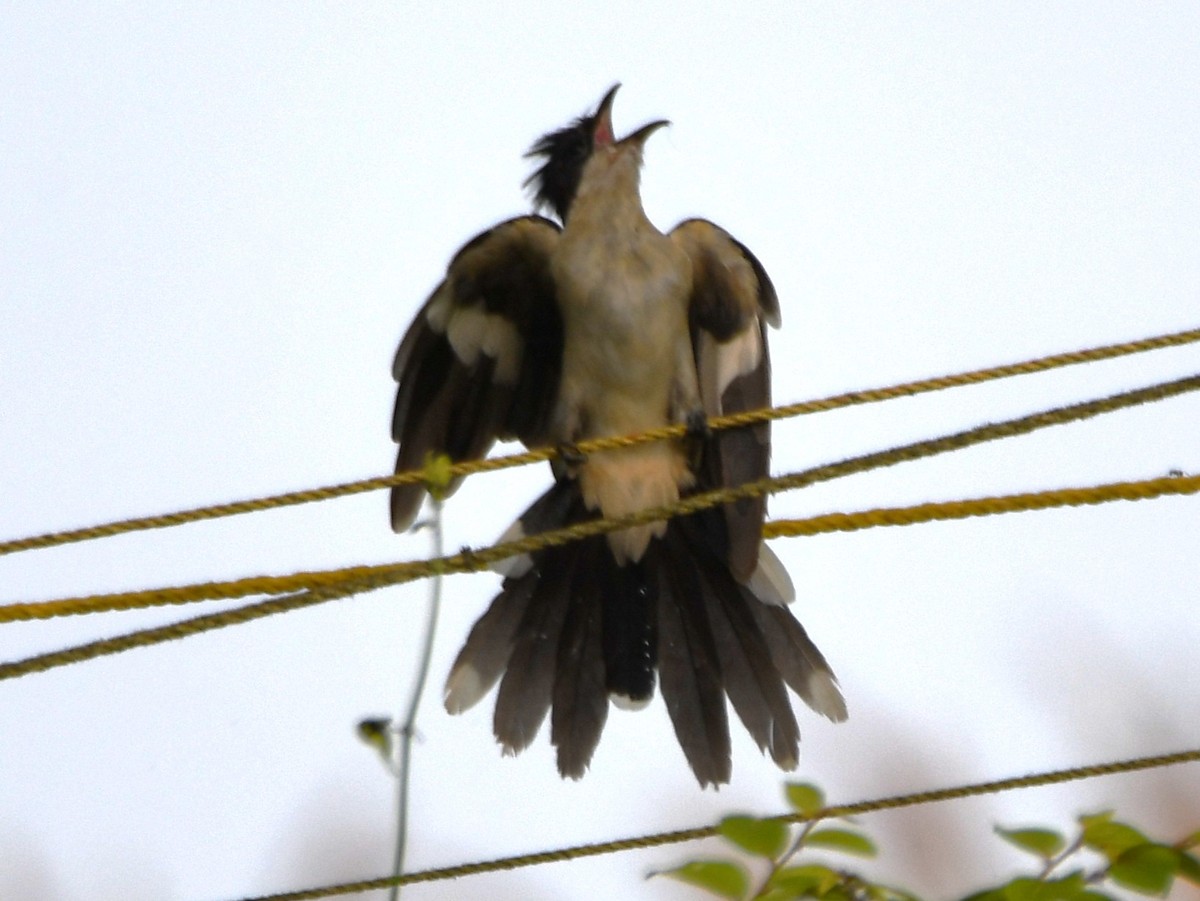 Pied Cuckoo - ML643486174