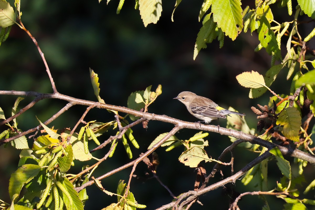 lesňáček žlutoskvrnný (ssp. coronata) - ML643486175