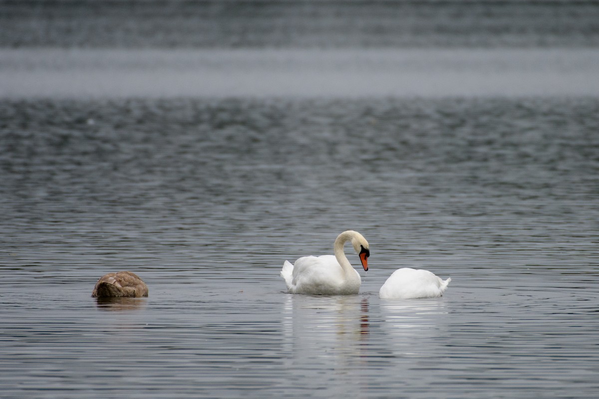 Mute Swan - ML643486177