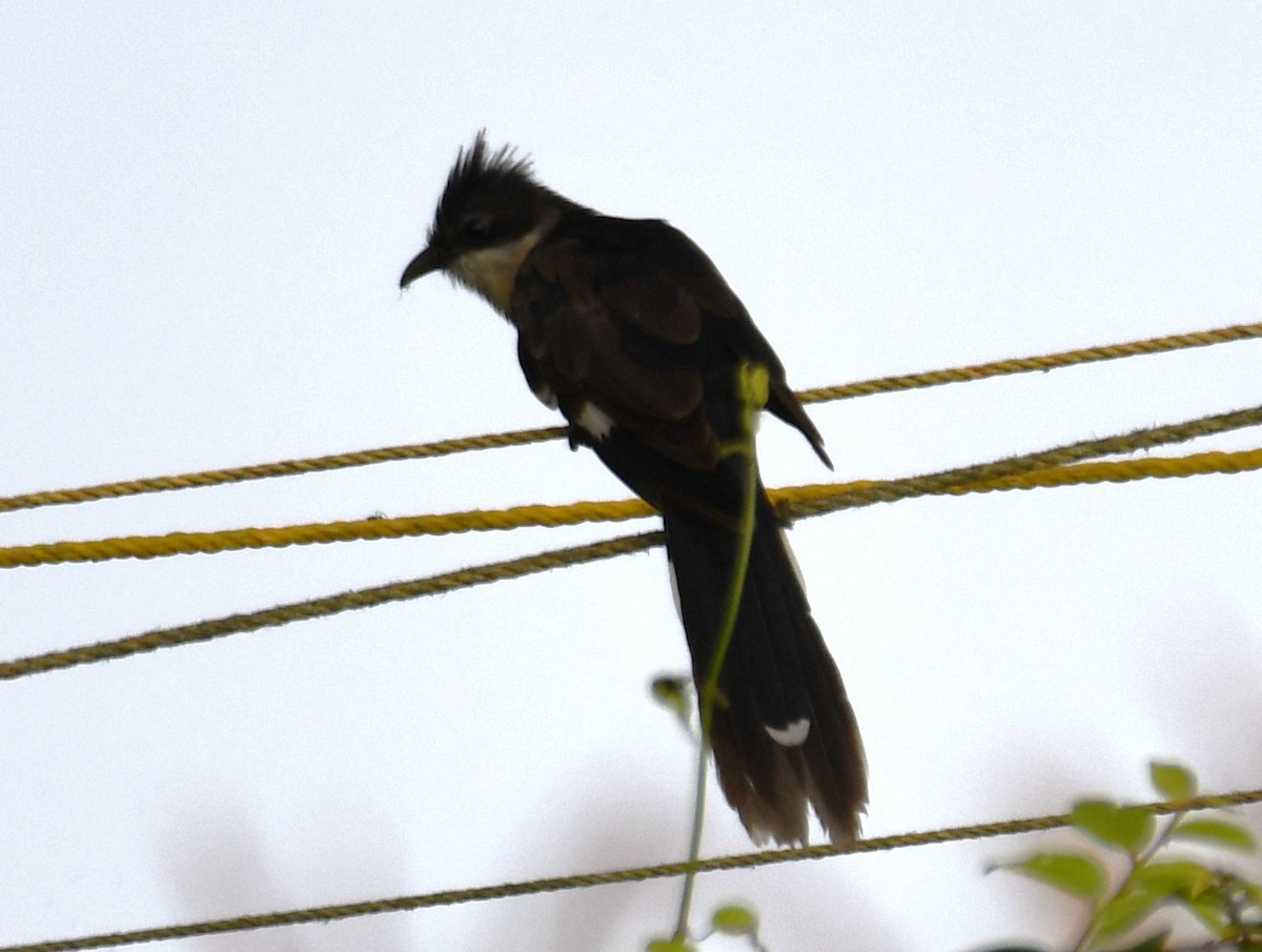 Pied Cuckoo - ML643486180