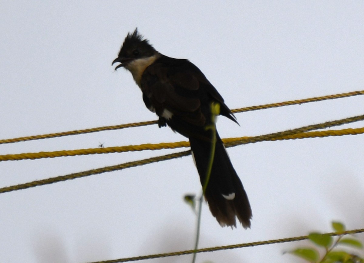 Pied Cuckoo - ML643486183