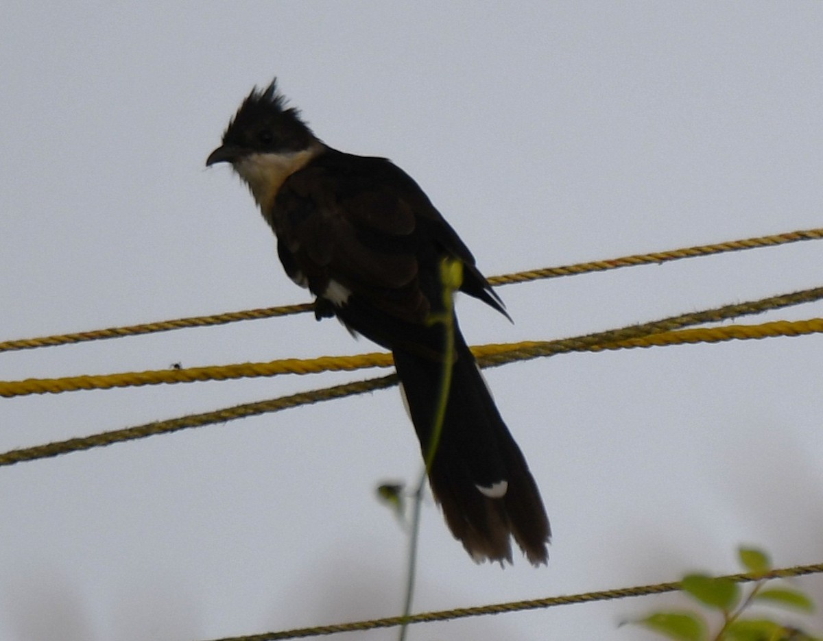 Pied Cuckoo - ML643486185