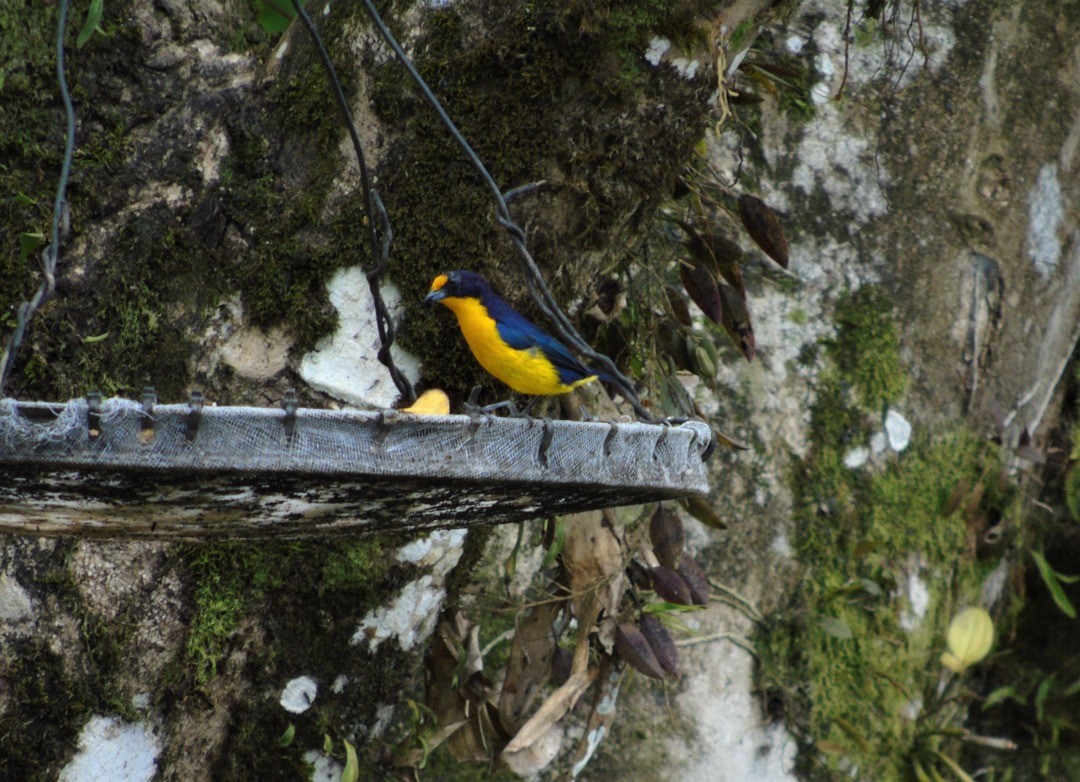 Violaceous Euphonia - ML643486187