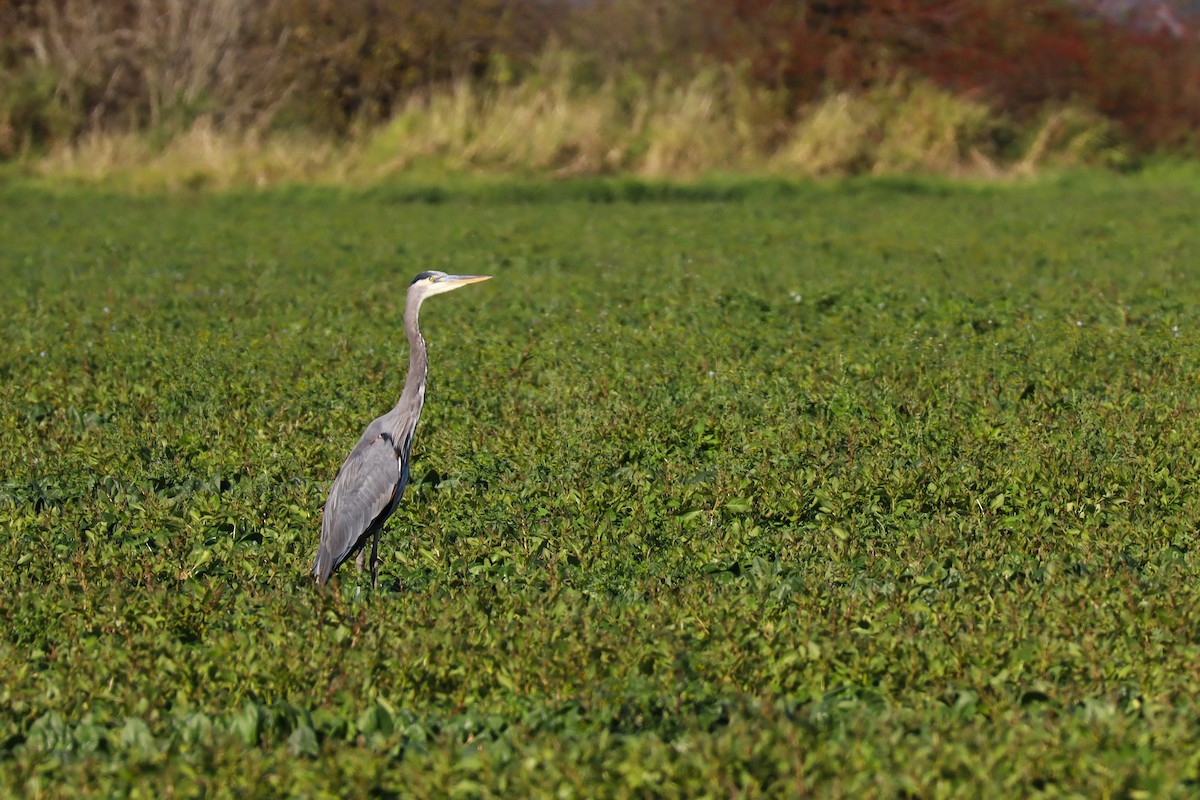 Great Blue Heron (Great Blue) - ML643486191