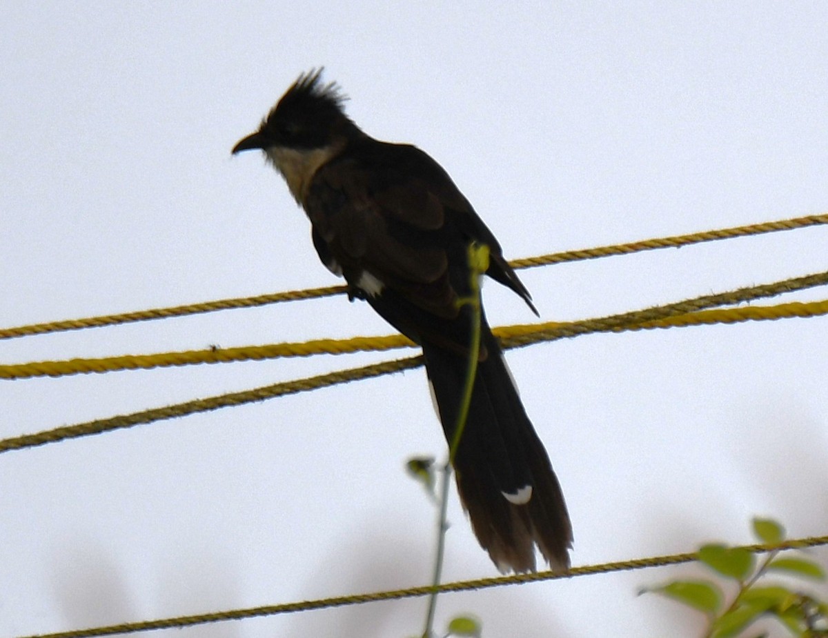 Pied Cuckoo - ML643486192