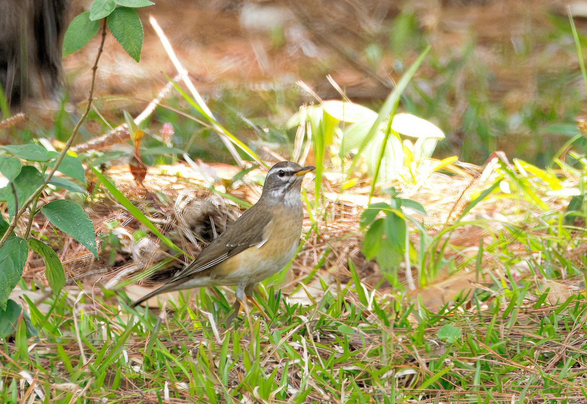 Eyebrowed Thrush - ML643486193