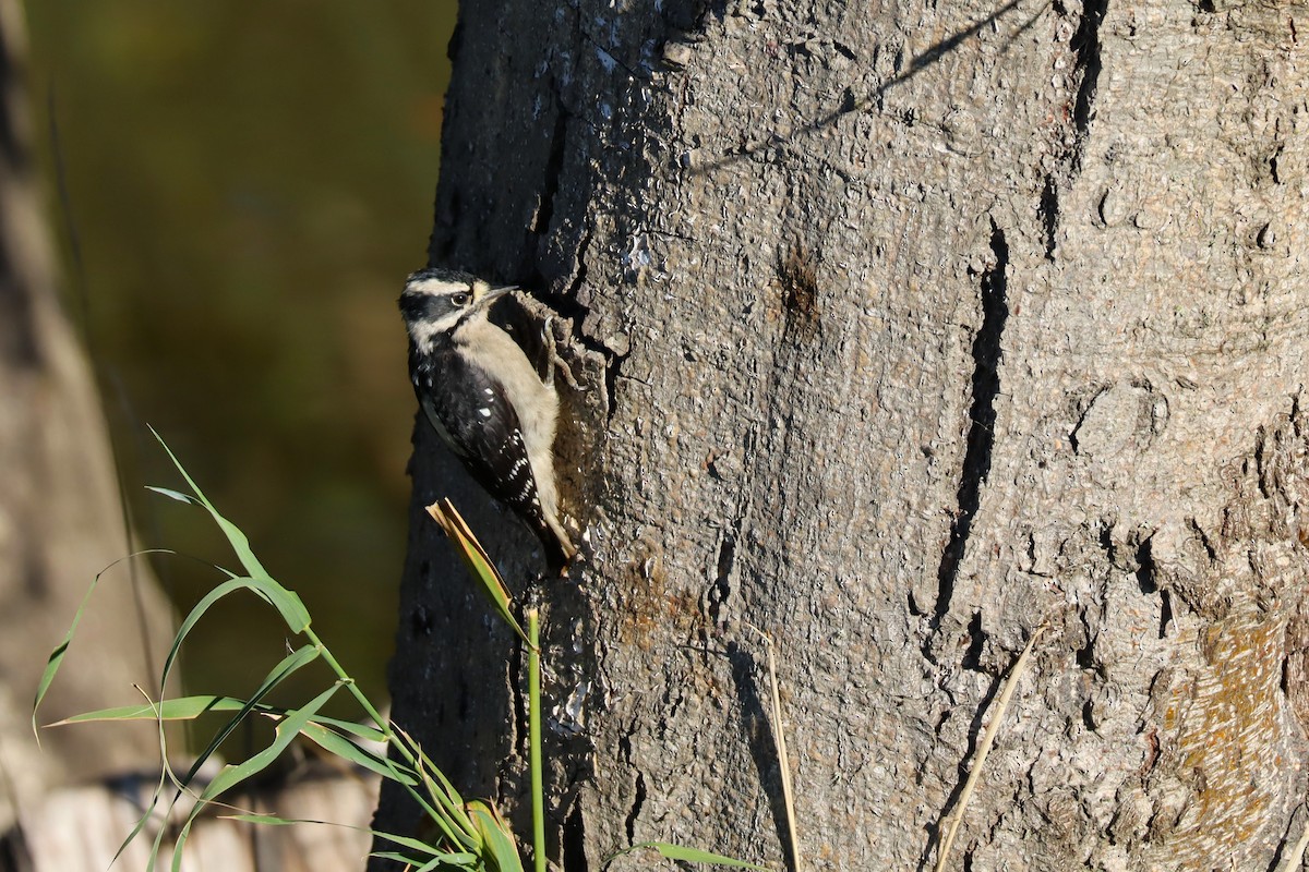 Downy Woodpecker (Pacific) - ML643486194