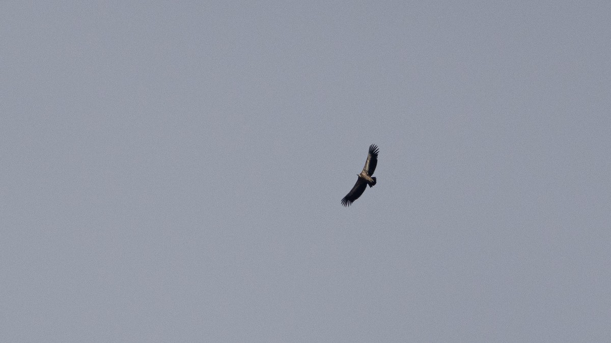 Eurasian Griffon - ML643486203