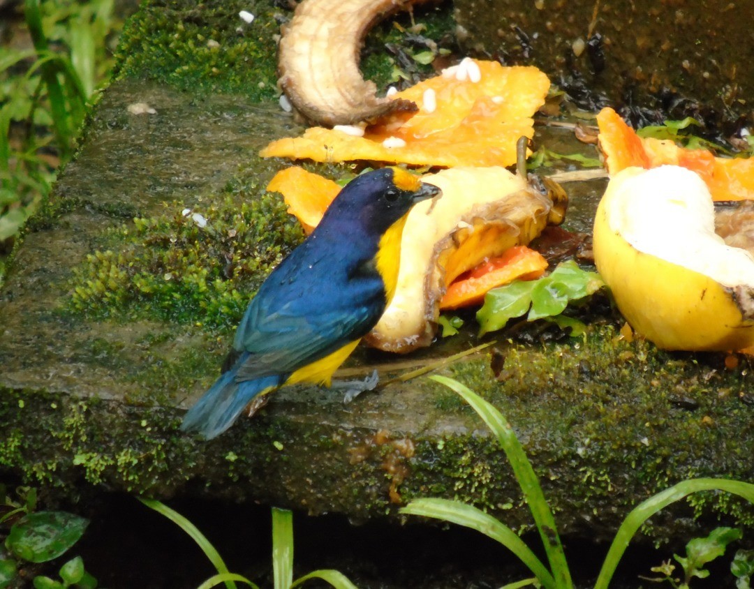 Violaceous Euphonia - ML643486221