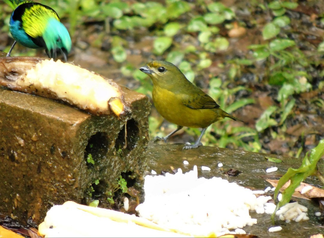 Violaceous Euphonia - ML643486223