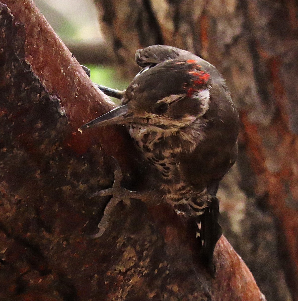 Arizona Woodpecker - ML643486233
