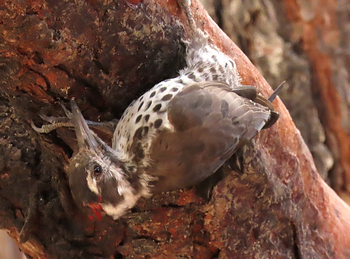 Arizona Woodpecker - ML643486242