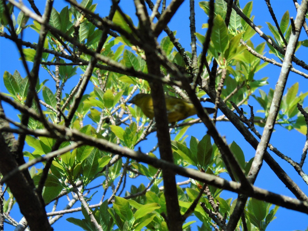 Violaceous Euphonia - ML643486250