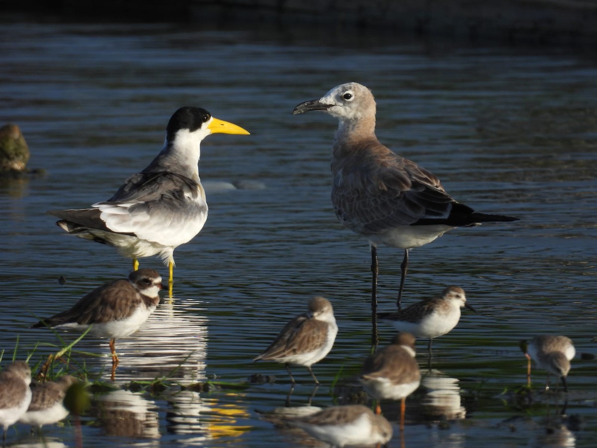 Large-billed Tern - ML643486271