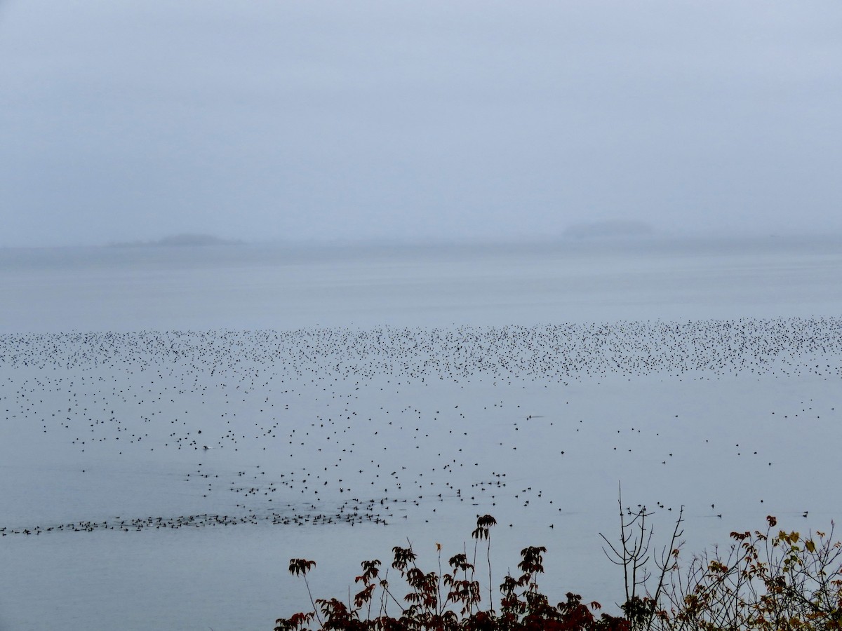 Greater/Lesser Scaup - ML643486276
