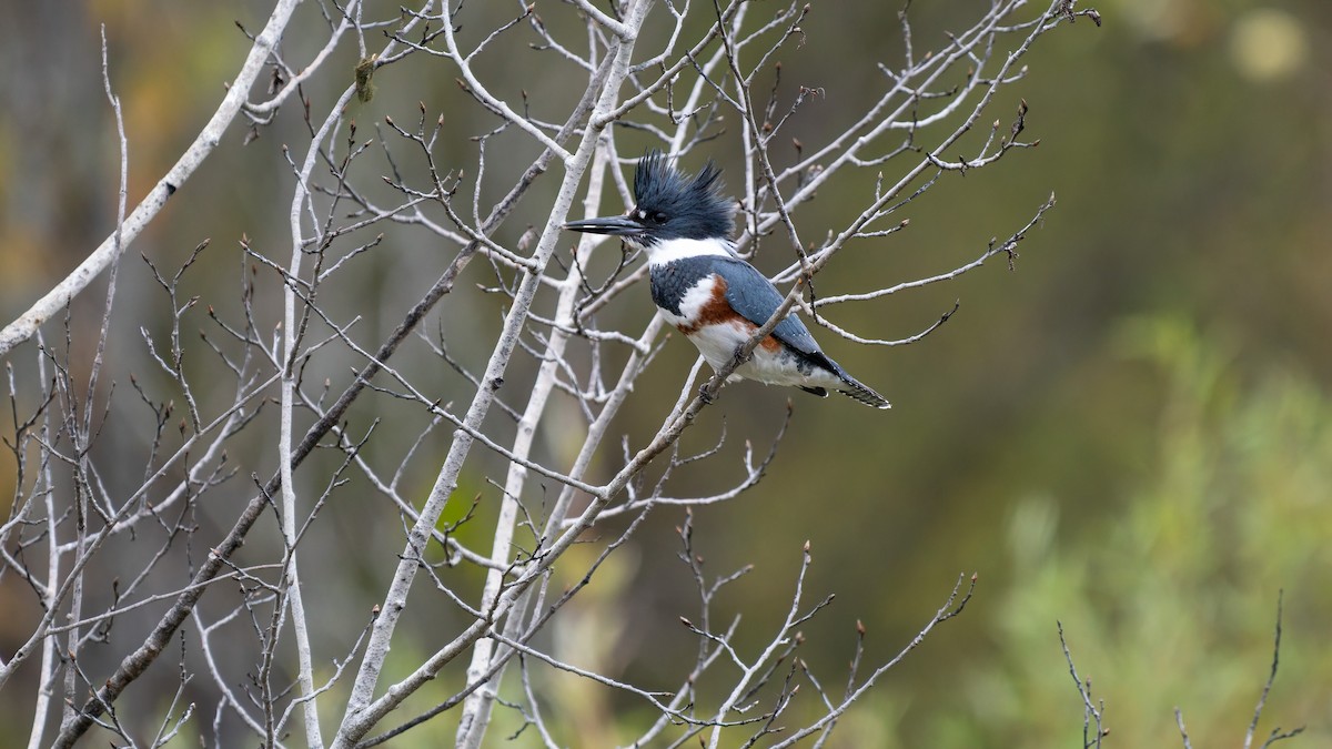 Martin-pêcheur d'Amérique - ML643486281