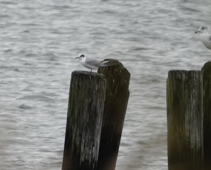 Sterne de Forster - ML643486284