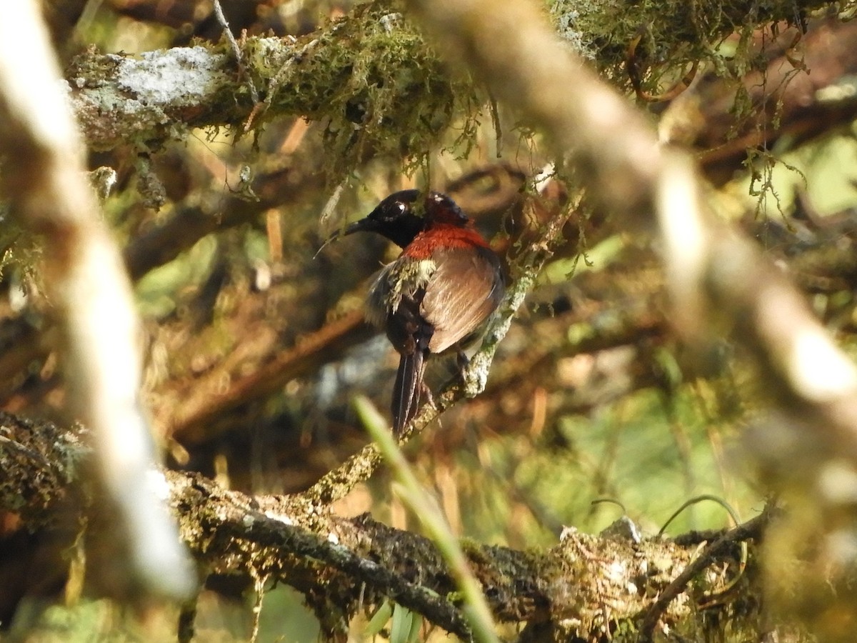 Black-throated Sunbird - ML643486296