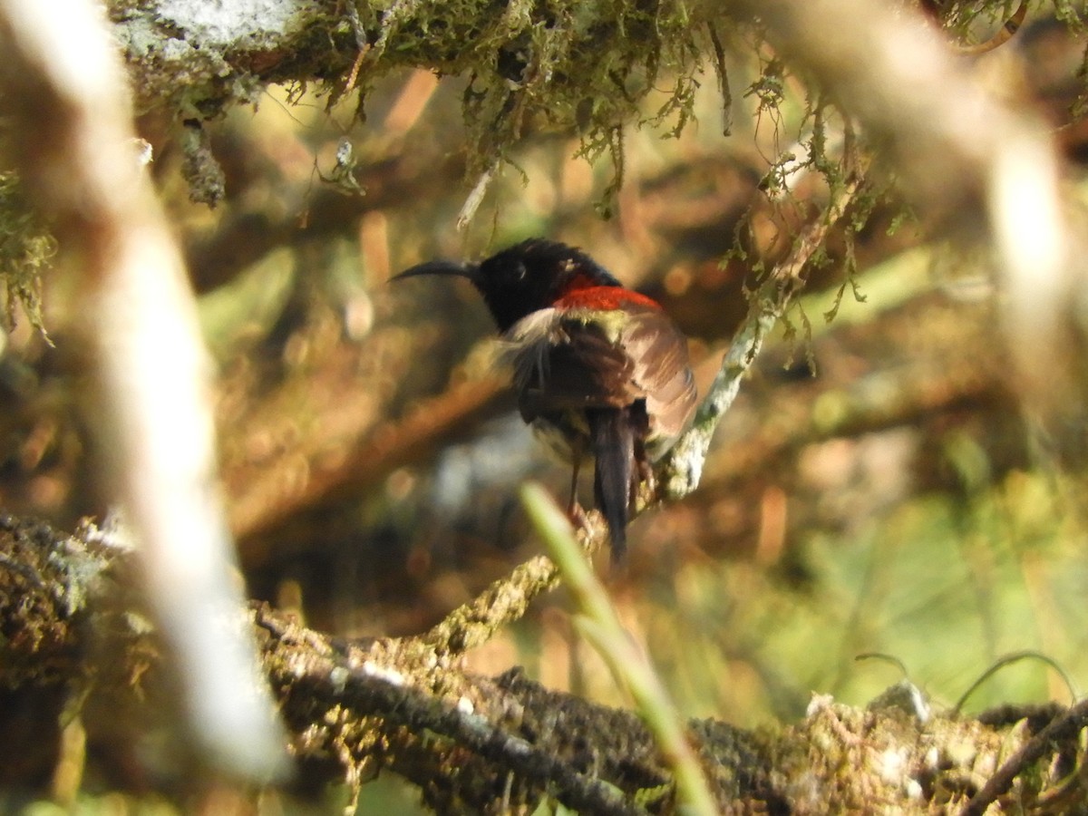 Black-throated Sunbird - ML643486297