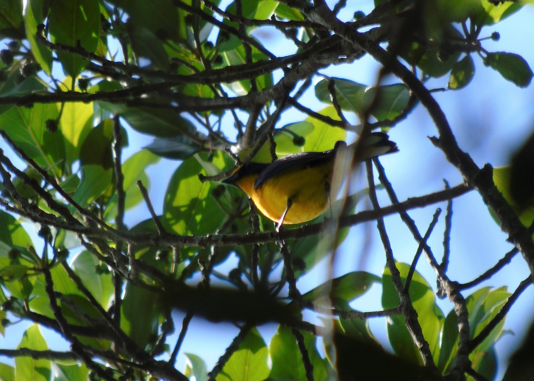 Violaceous Euphonia - ML643486304