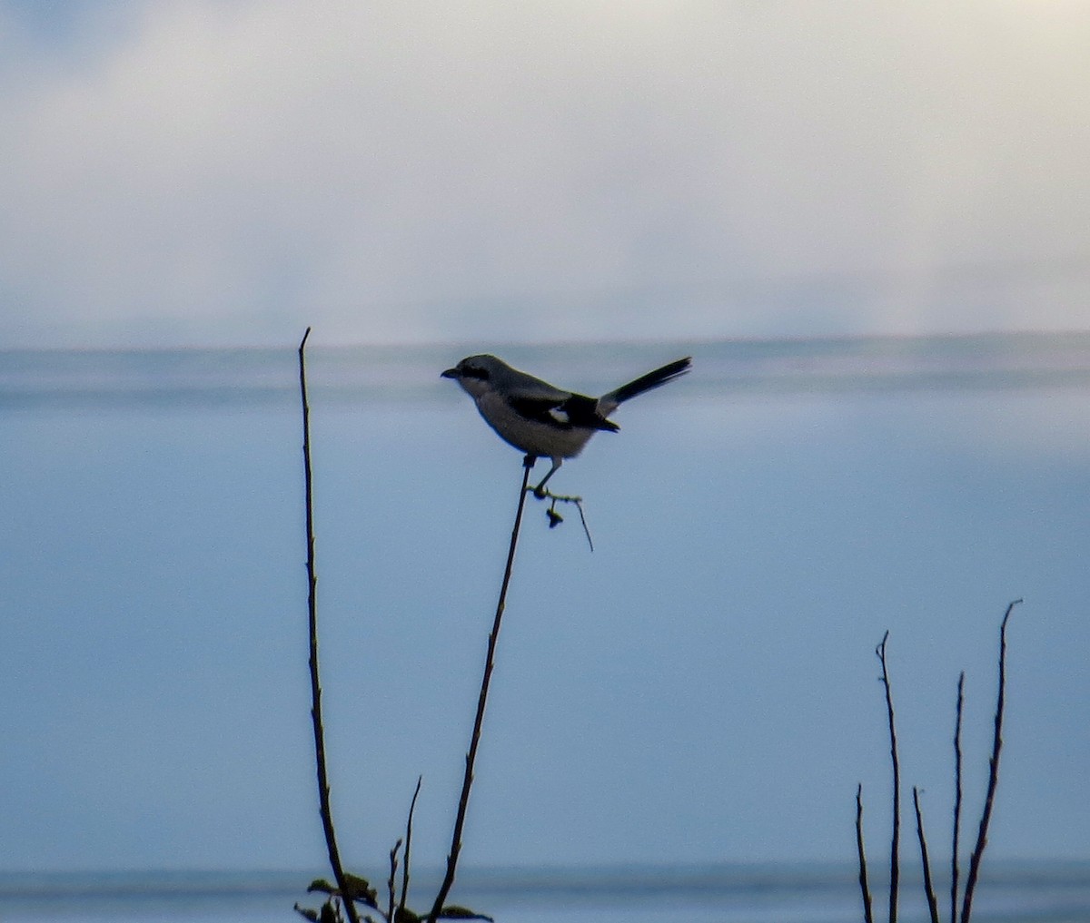 Great Gray Shrike - ML643486325
