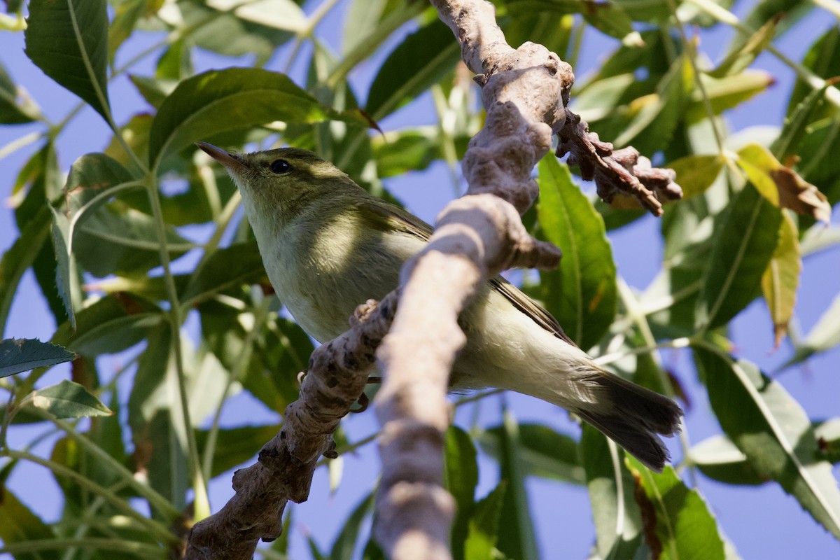 Green Warbler - ML643486333