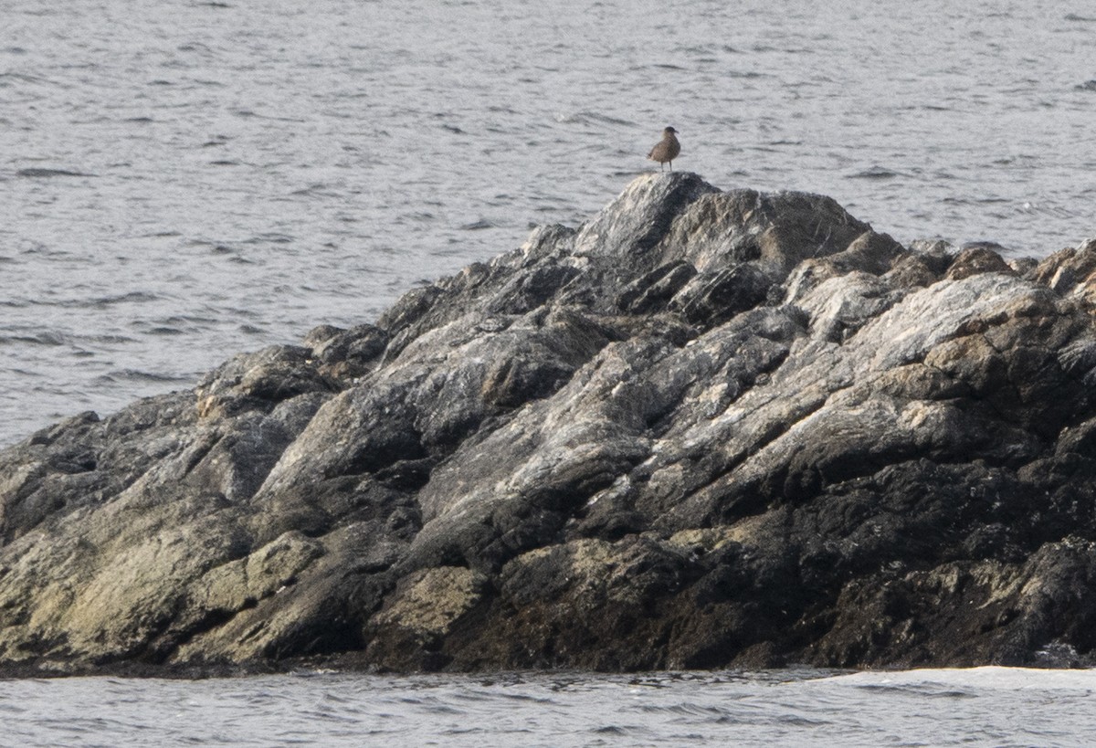 Chilean Skua - ML643486337