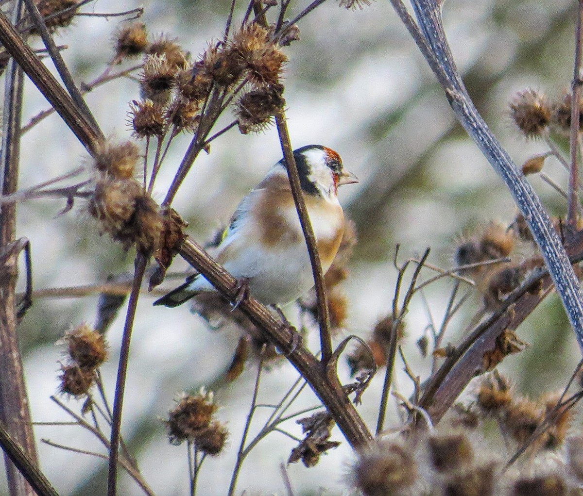 European Goldfinch - ML643486338