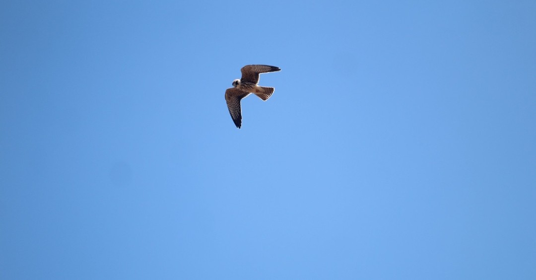 Red-footed Falcon - ML643486340
