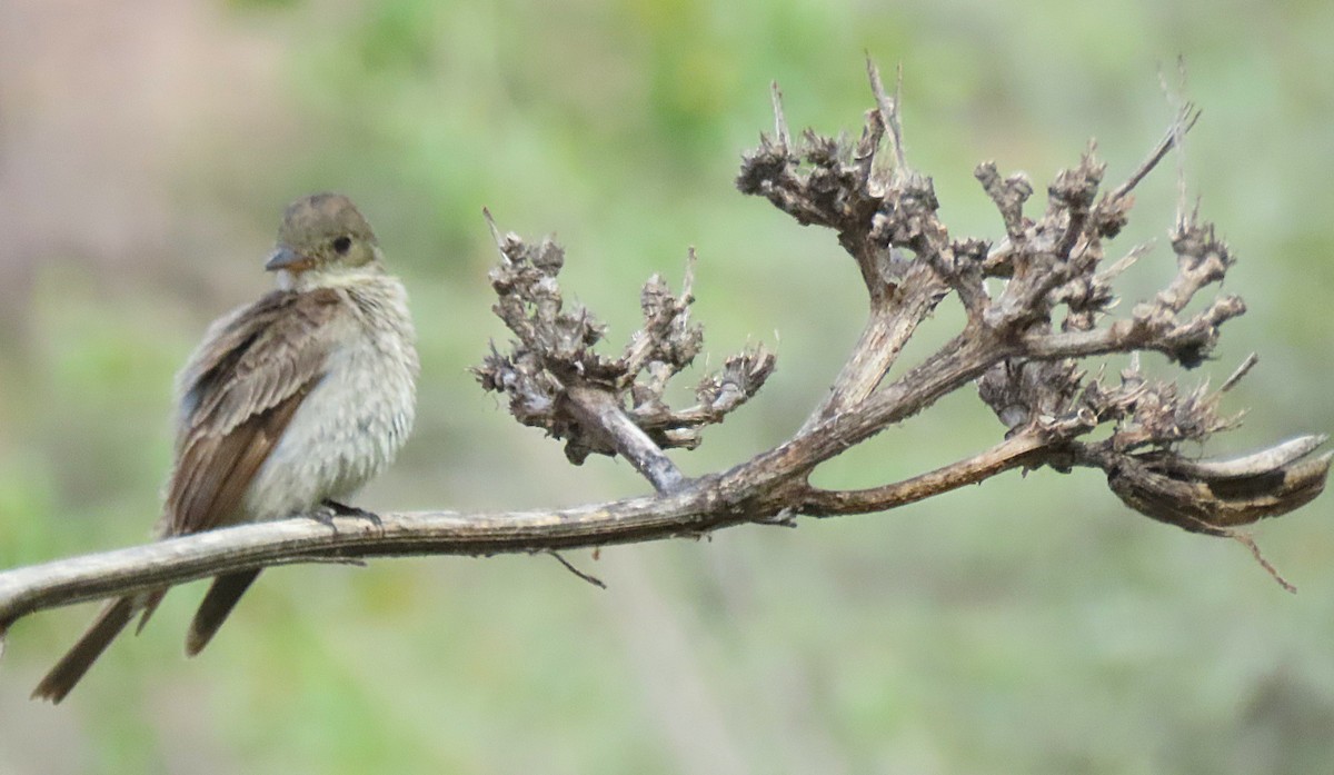Dusky-capped Flycatcher - ML643486342