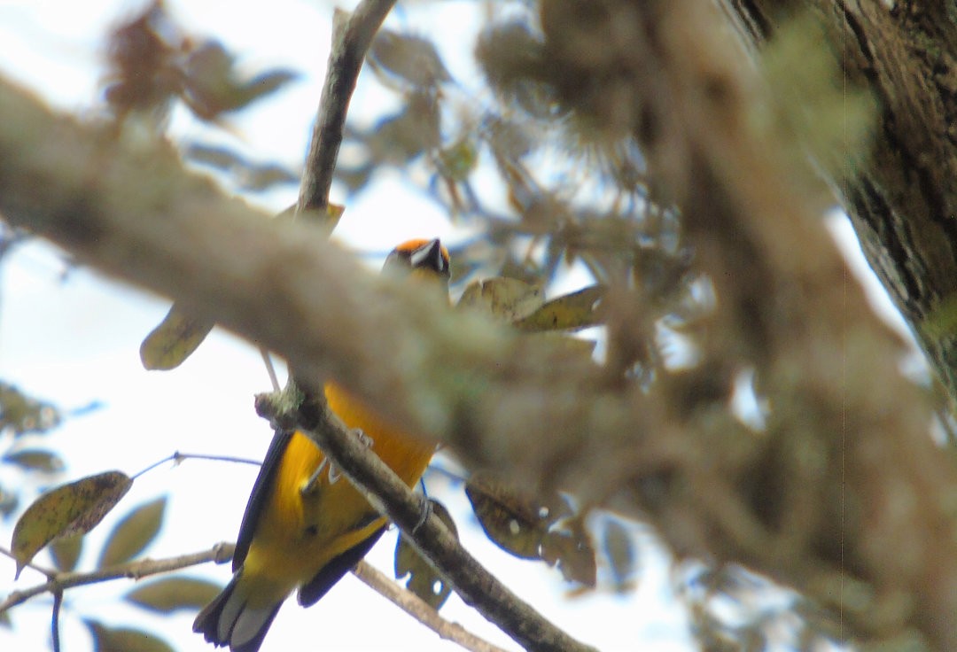 Violaceous Euphonia - ML643486344