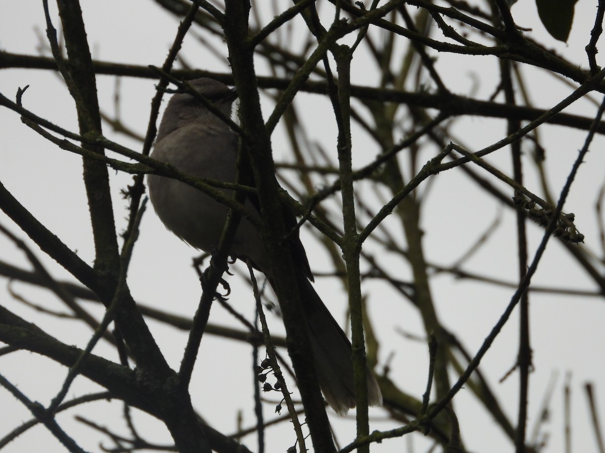 Tropical Mockingbird - ML643486349