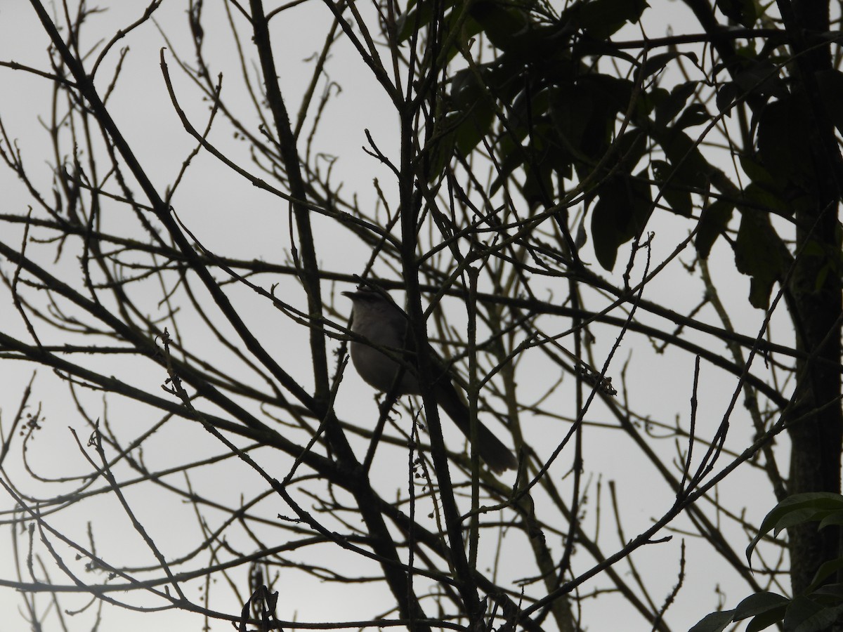 Tropical Mockingbird - ML643486350