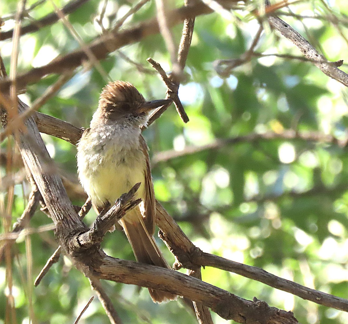 Dusky-capped Flycatcher - ML643486352